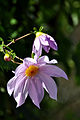 Dàlia imperial (Dahlia imperialis)