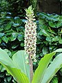 * Nomination Flowers Eucomis montana.-- Famberhorst 15:50, 12 August 2013 (UTC) * Promotion Good quality. --JLPC 17:30, 12 August 2013 (UTC)