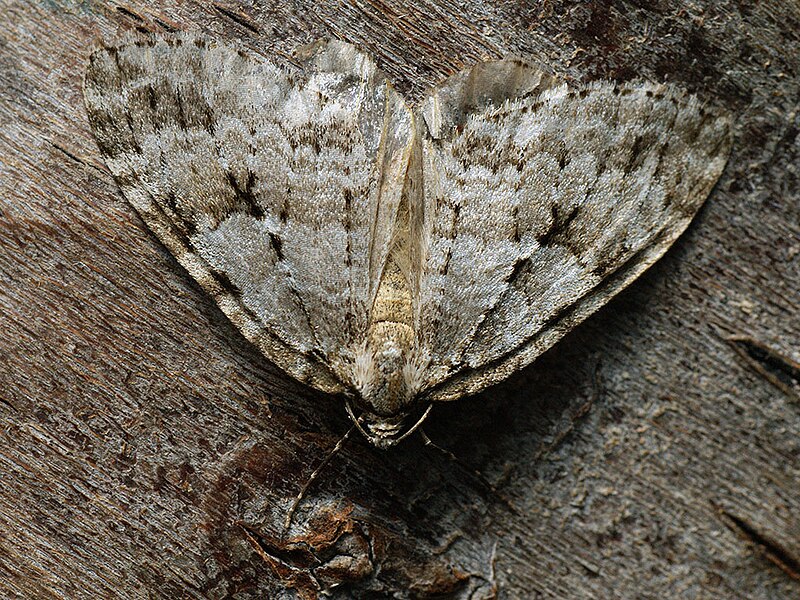 File:Epirrita autumnata - Autumnal moth - Ларенция осенняя (40900200872).jpg