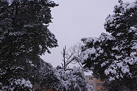 Erster starker Schneefall - panoramio - der psycho 78.jpg