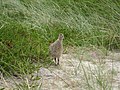 Fasan in den Dünen von Norddorf