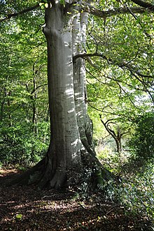 Cépée de hêtre labellisée Arbre Remarquable de France