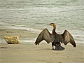 Séchant ses ailes, en Camargue, France.