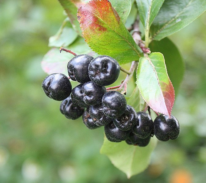 File:Helbra, Aronia.jpg