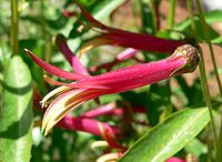 Lobelia laxiflora