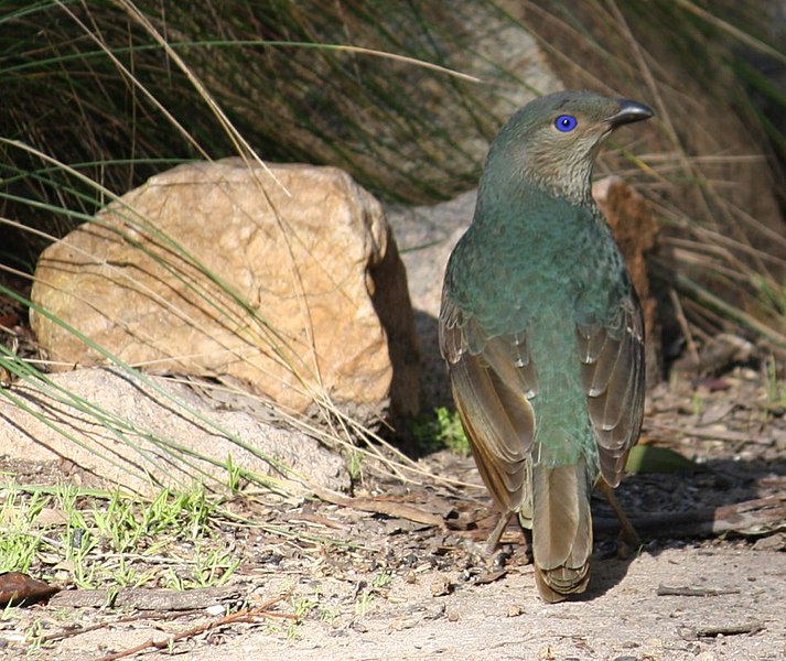 File:Ptilonorhynchus violaceus -Victoria, Australia -female-8.jpg