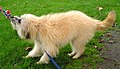 Pyrenean Shepherd