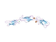 2a62: Crystal structure of mouse cadherin-8 EC1-3