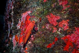 Parque Nacional Marinho de Fernando de Noronha - João Paulo Marques DAndretta 1