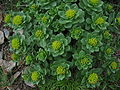 Rhodiola rosea