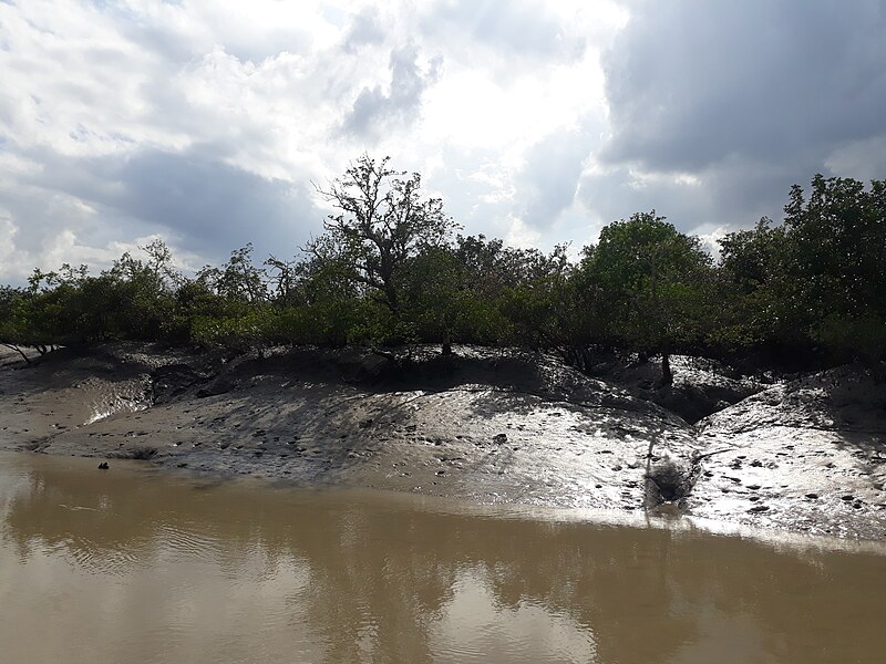 File:Sundarban forest in West Bengal 06.jpg