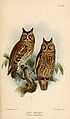 Otus magicus & Otus manadensis