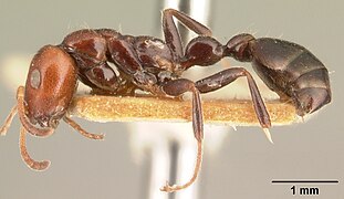 Tetraponera hysterica.