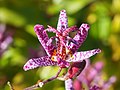 Tricyrtis formosana