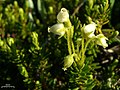 Yellow mountain heather