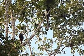 Macaco-guigó (Callicebus coimbrai).jpg