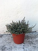 Mendaroa (Origanum majorana)