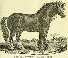 Sire, étalon Old English Black, d'après une gravure du Farmers' Cabinet en 1841.