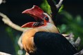 * Nomination: Writhed Hornbill at Weltvogelpark Walsrode. --Fiorellino 14:29, 18 August 2013 (UTC) * * Review needed