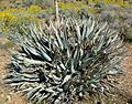 Agave deserti