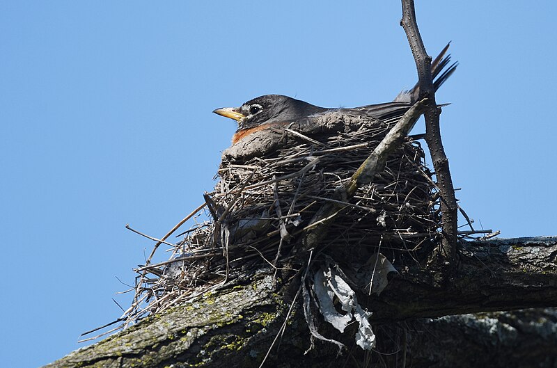 File:American Robin - 26988188707.jpg