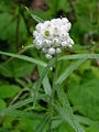 4214 Froland perleevigblomst Anaphalis margaritacea