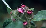 Mazais diždadzis (Arctium minus)