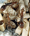 Myrmeciinae (Nothomyrmecia macrops)