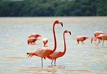 Raudflamingo, Phoenicopterus ruber