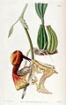 Coryanthes macrantha plate 1841 in: Edwards's Bot. Register (Orchidaceae), vol. 22, (1836)