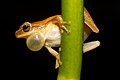 Dendropsophus microcephalus calling