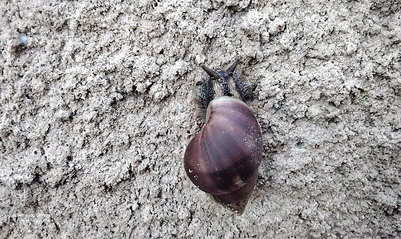 File:Escargot sur la rive droite du moyen Niger 1.jpg