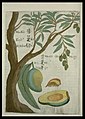 The mango illustrated by Michael Boym in the 1656 book Flora Sinensis