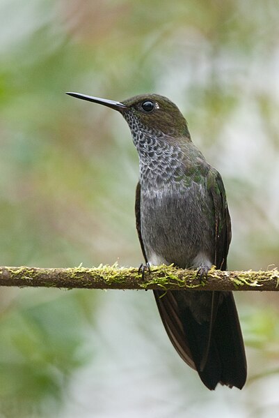 File:Hoary Puffleg.jpg