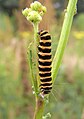 caterpillar