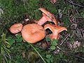 Ryzec lososový (Lactarius salmonicolor)