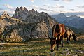 Parco Naturale Tre Cime horses 2.jpg4 200 × 2 800; 3,44 MB