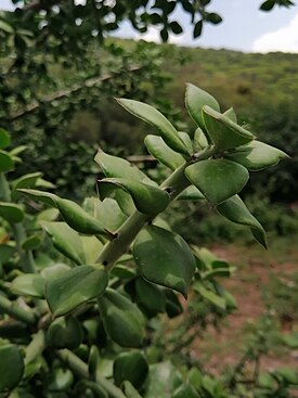 Pereskiopsis diguetii