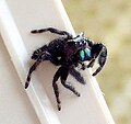 Phidippus audax (3) These spiders are capable of giving defensive bites.