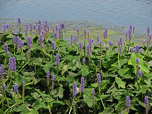 Pontederia cordata