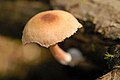 Psathyrella artemisiae