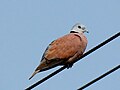 Vöröses gerle (Streptopelia tranquebarica)