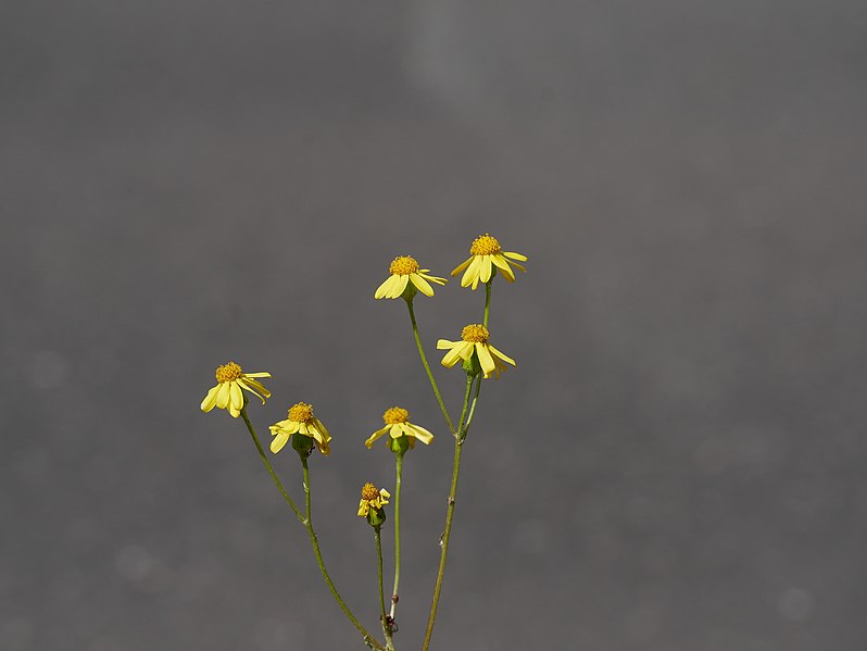 File:Senecio vernalis flower (24).jpg