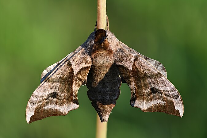 Female