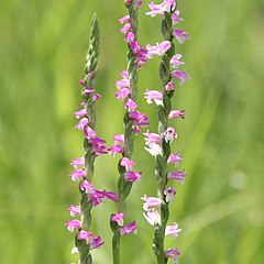 Kininis sraigtenis(Spiranthes sinensis)