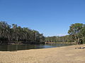 E. camaldulensis, immature woodland trees, showing collective crown habit, Murray River, Tocumwal, New South Wales