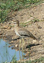 Burhinus vermiculatus