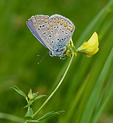 ♂ Polyommatus icarus (Common Blue)