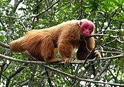 Brown monkey with red face