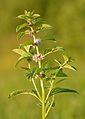 Mentha arvensis